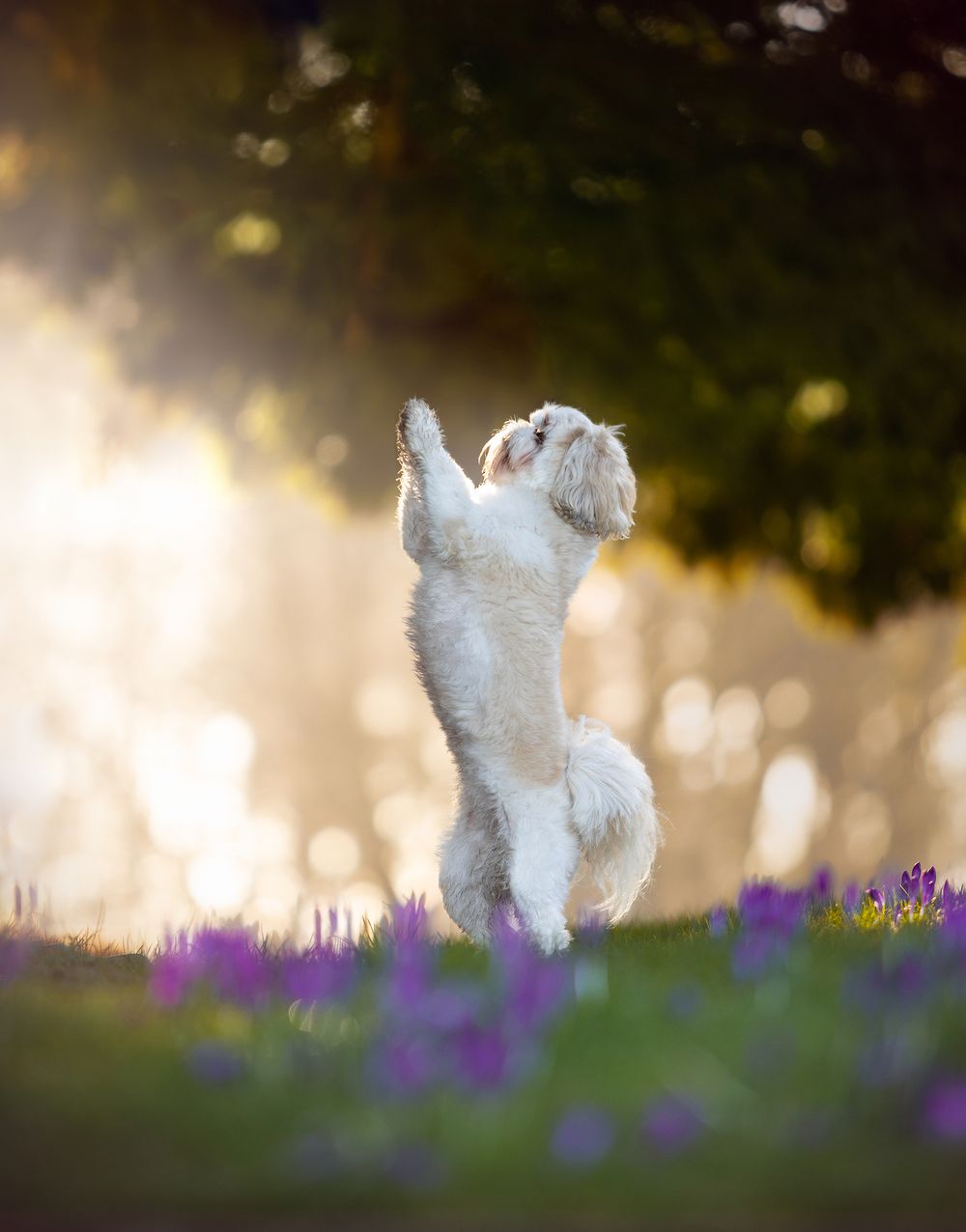 shi tzu april spring bramhall flowers