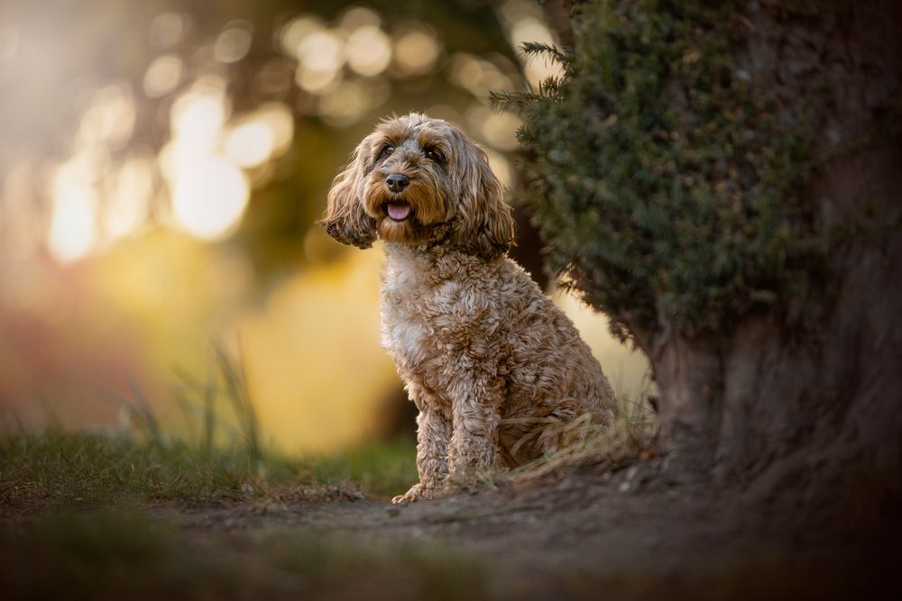 bramhall spring animal portrait