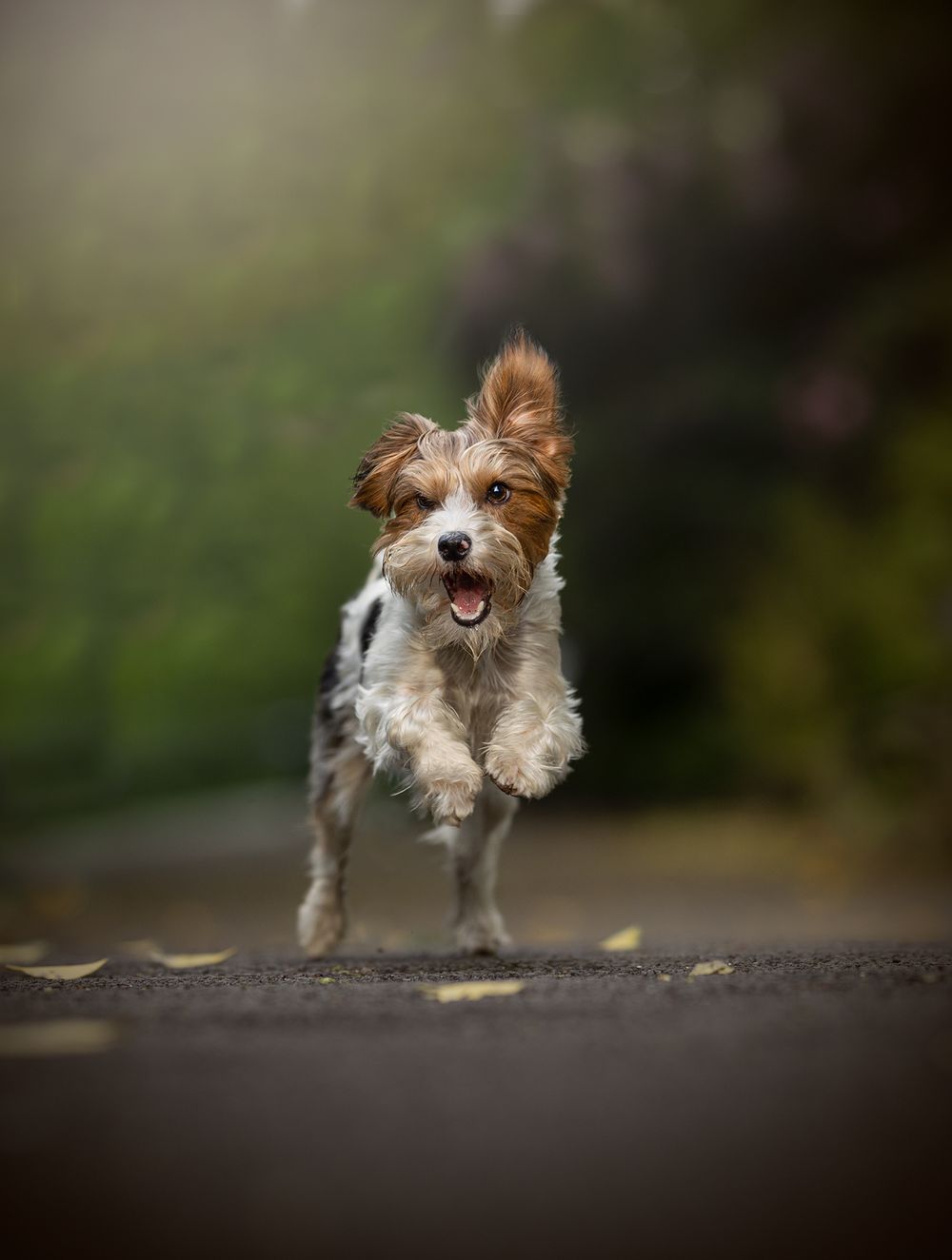 terrier action shot vernon park