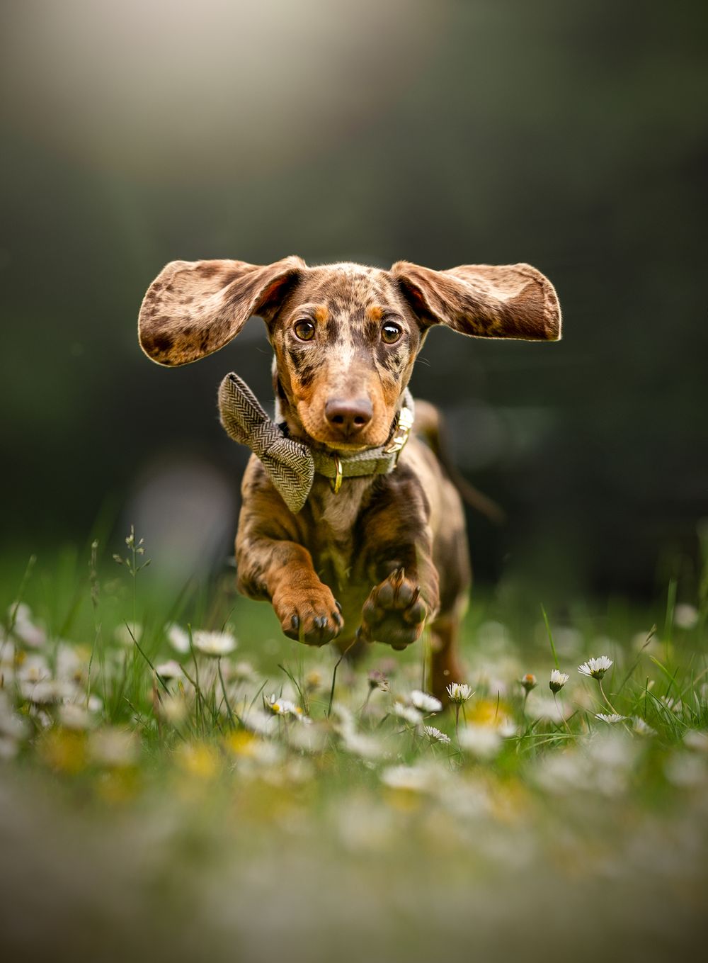 sausage dachshund puppy action shot spring bramhall