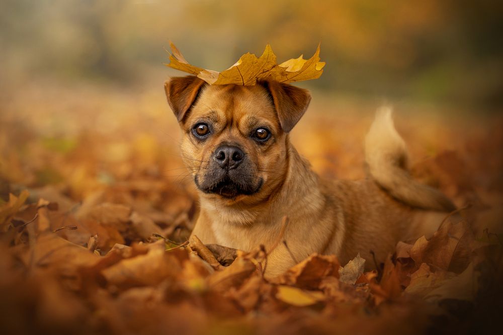 vernon park stockport autumn pug