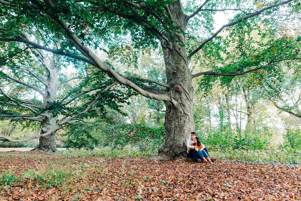 Scenic autumn landscape with a large tree and person sitting beneath it.