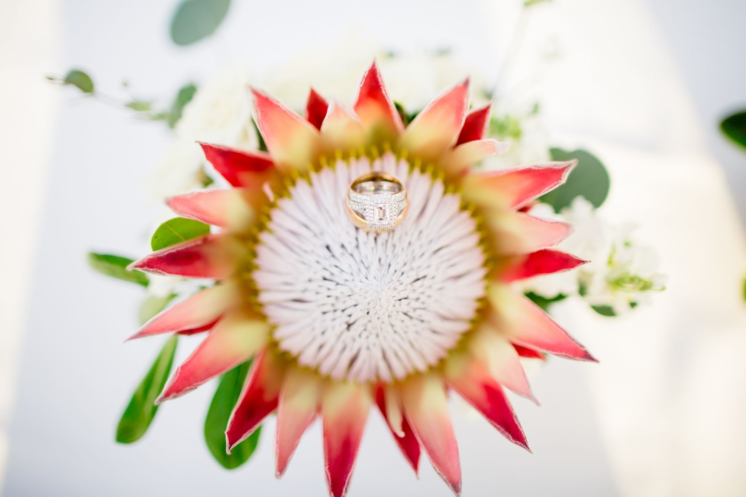 Close up detail of a red and white king protea flower with delicate petals.