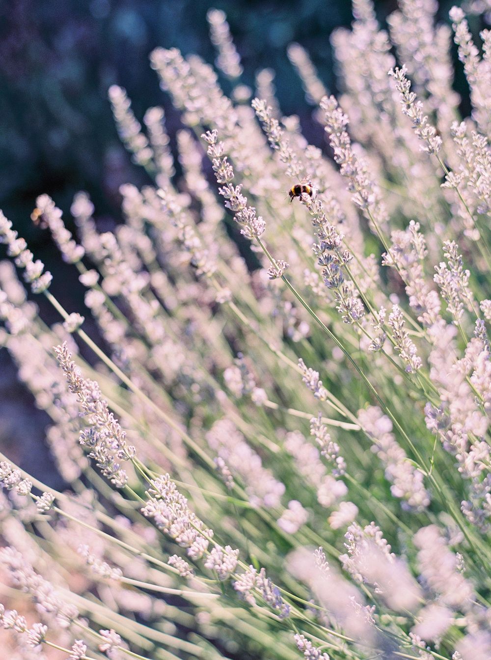 A bee gracefully flies amidst lavender flowers at La Foce.