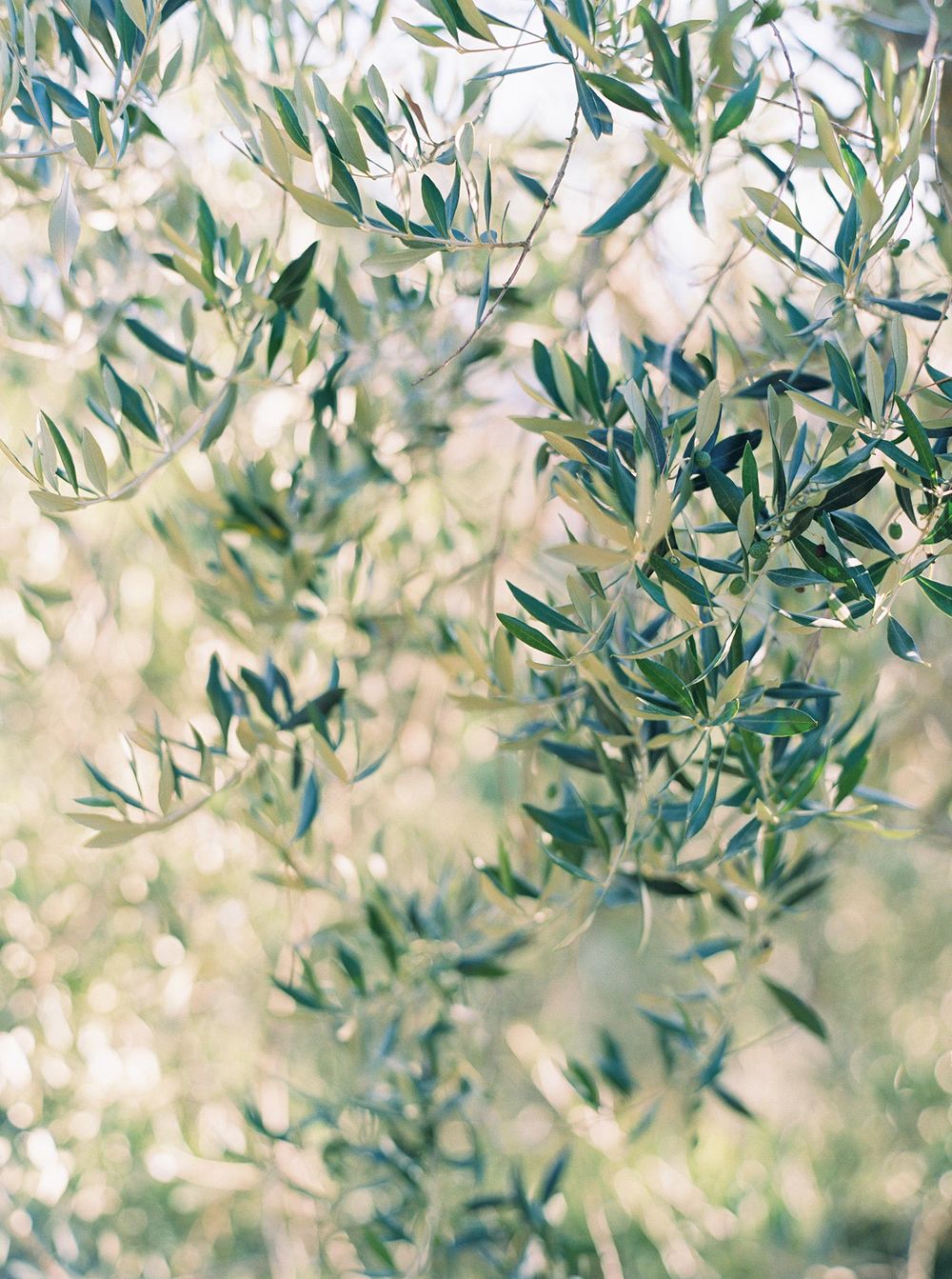 Olive tree in Tuscany, captured by Stepan Vrzala