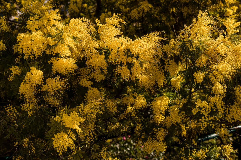 MIMOSA kike