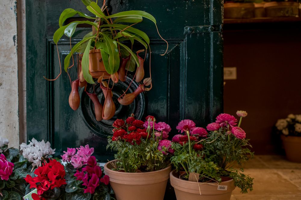 Kike Flower shop