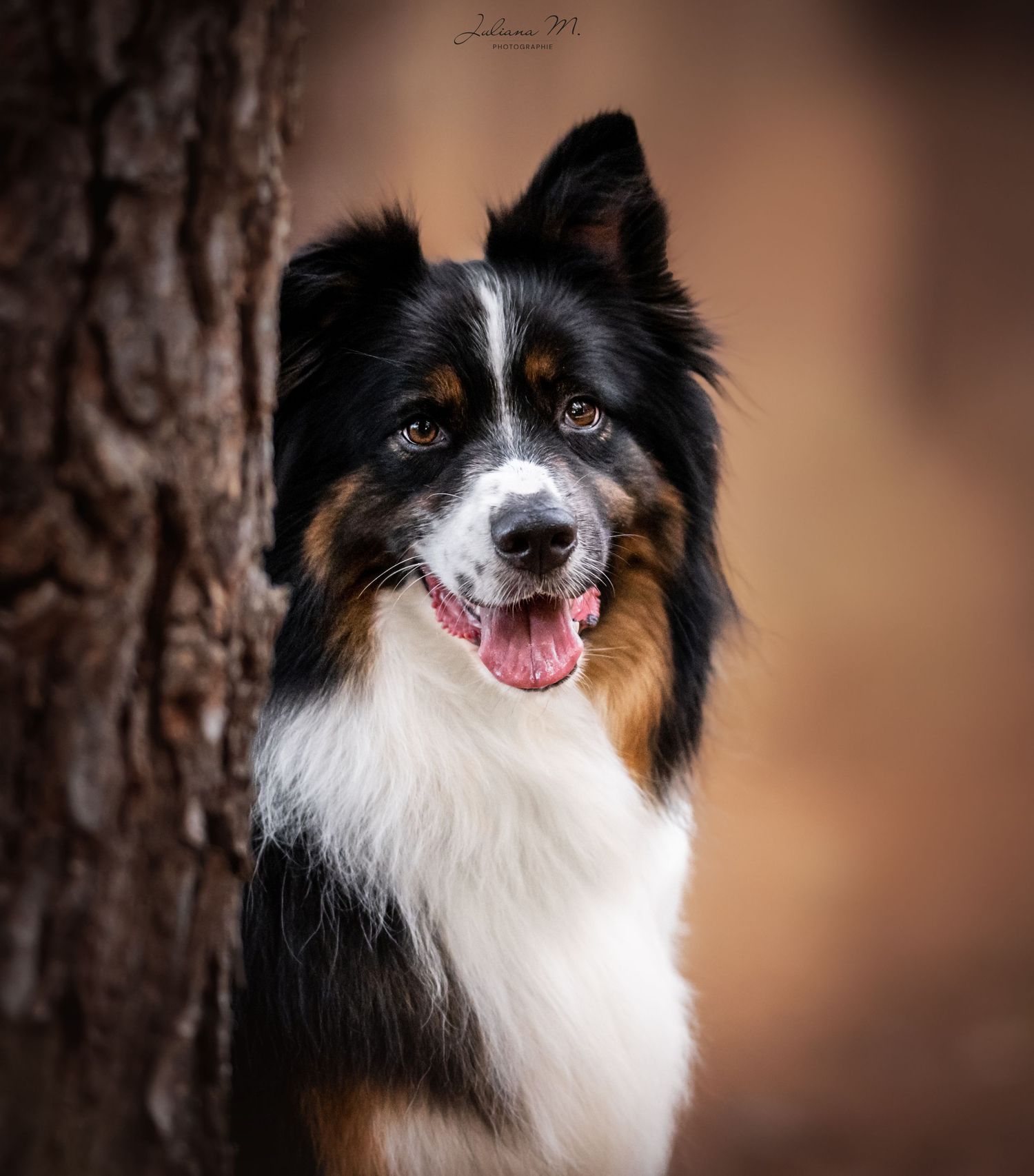 Shooting photo près d'Aix en Provence, photographiez votre chien en forêt