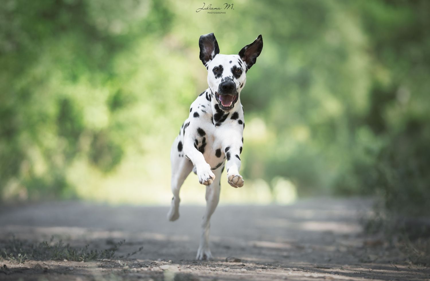 Shooting photo près d'Aix en Provence, photographiez votre chien dans la forêt