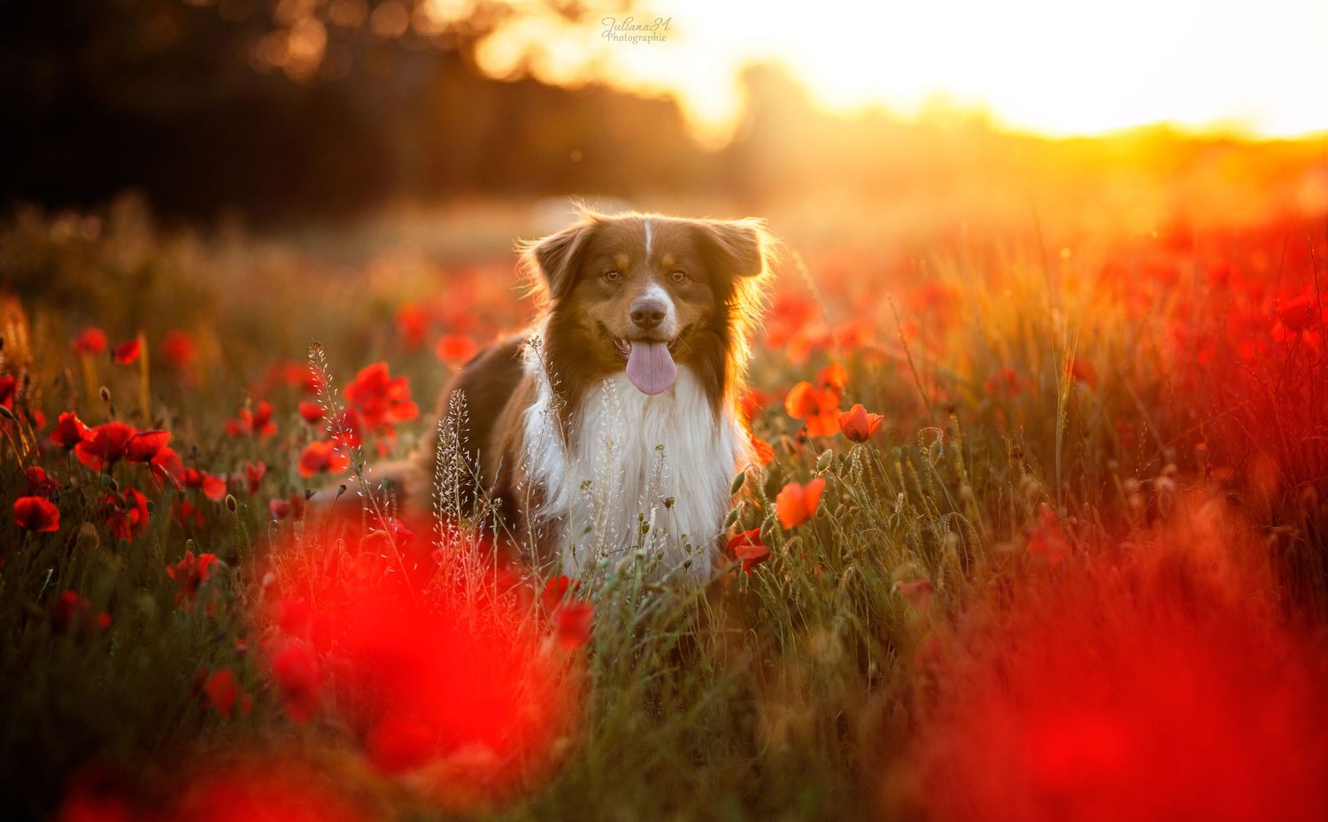 Shooting photo près d'Aix en Provence, photographiez votre chien dans les coquelicots