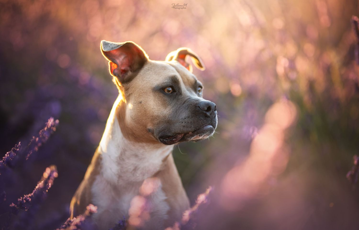 Shooting photo près d'Aix en Provence, photographiez votre chien dans les lavandes