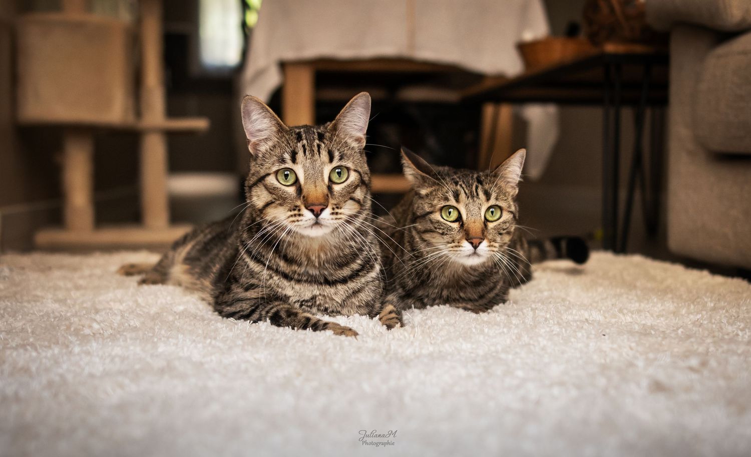 Shooting de chat possible