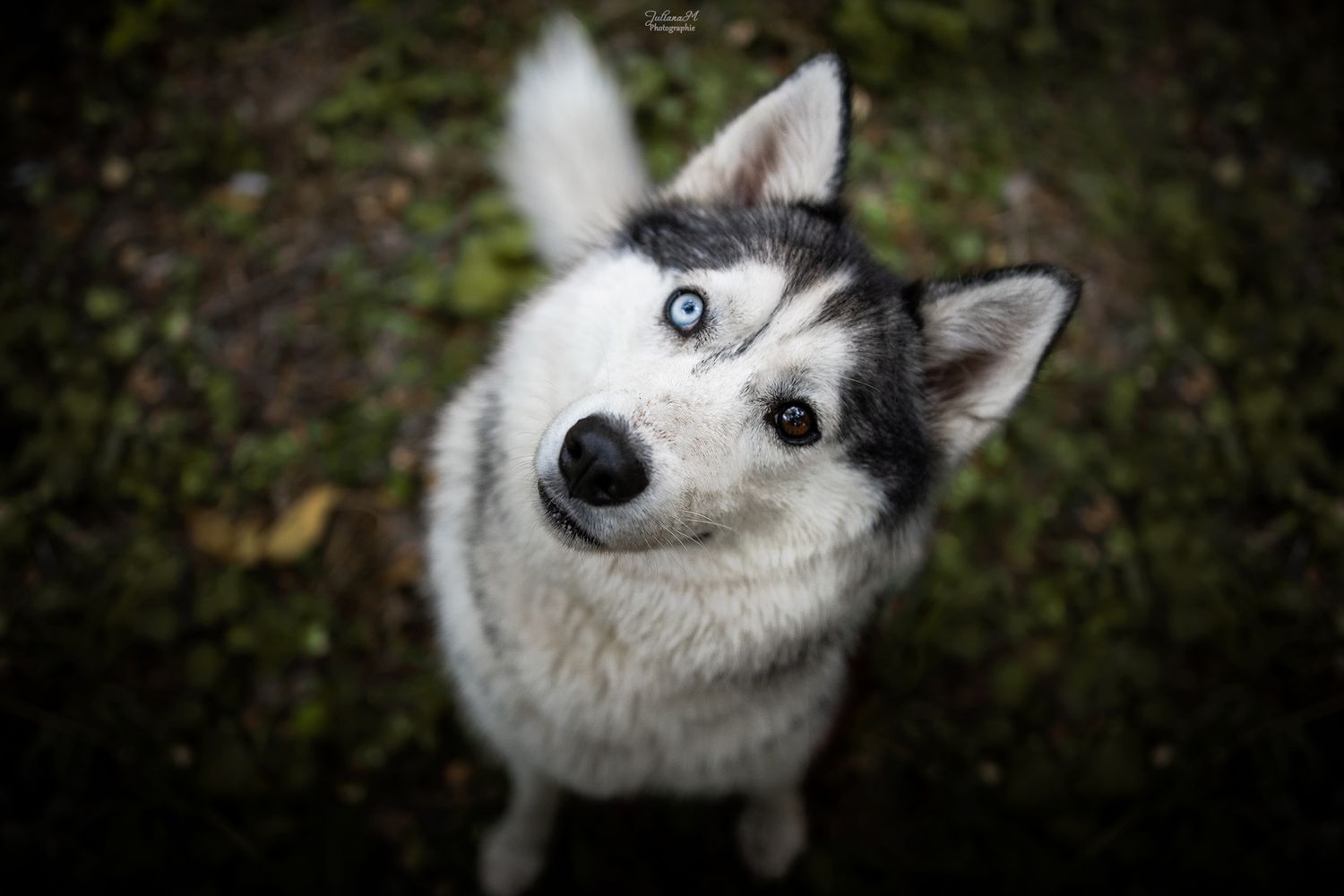 Shooting photo près d'Aix en Provence, photographiez votre chien dans la nature