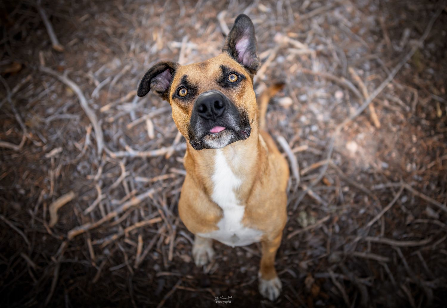 Shooting photo près d'Aix en Provence, photographiez votre chien même craintif