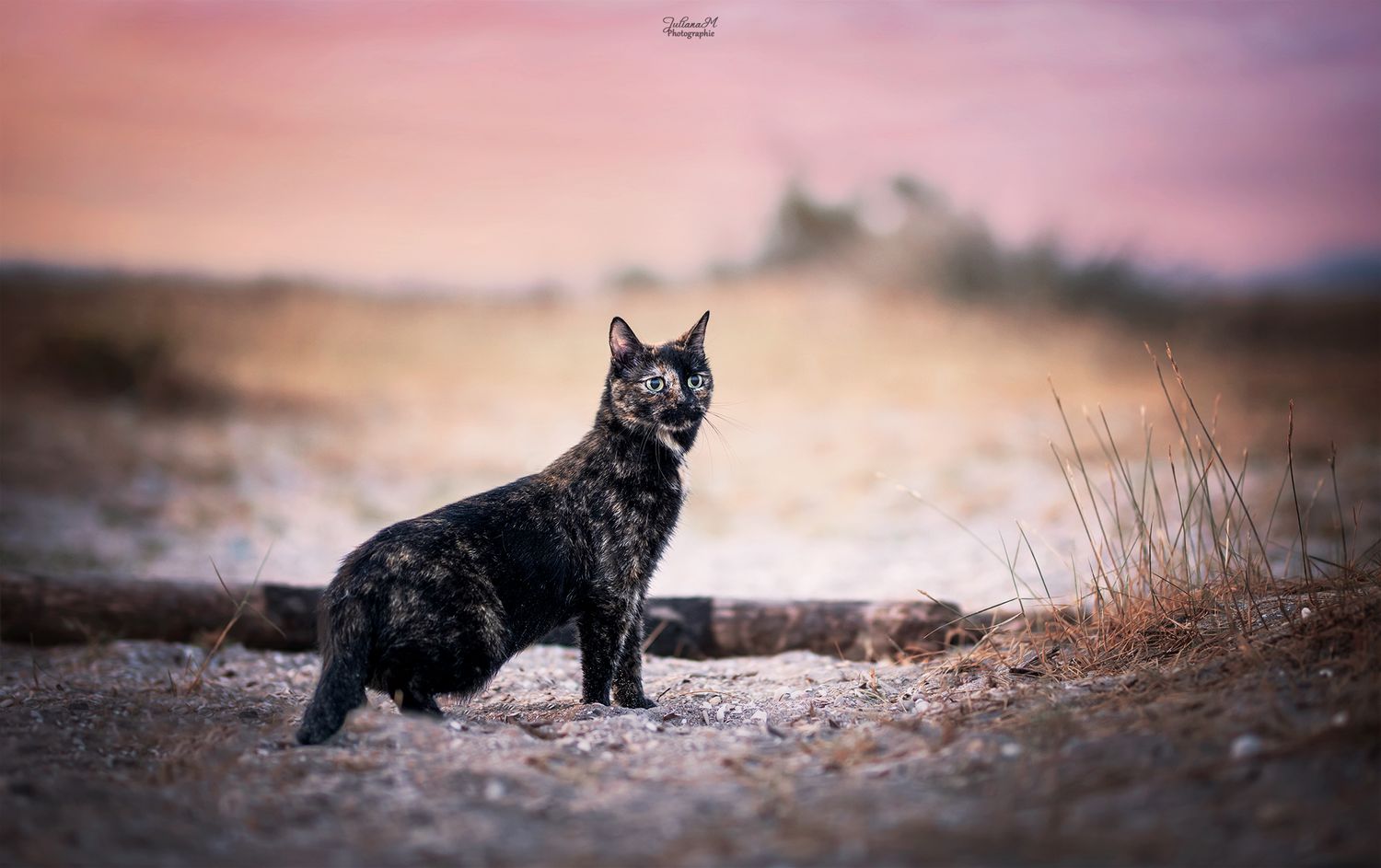 Shooting photo près d'Aix en Provence, photographiez votre chien à la plage