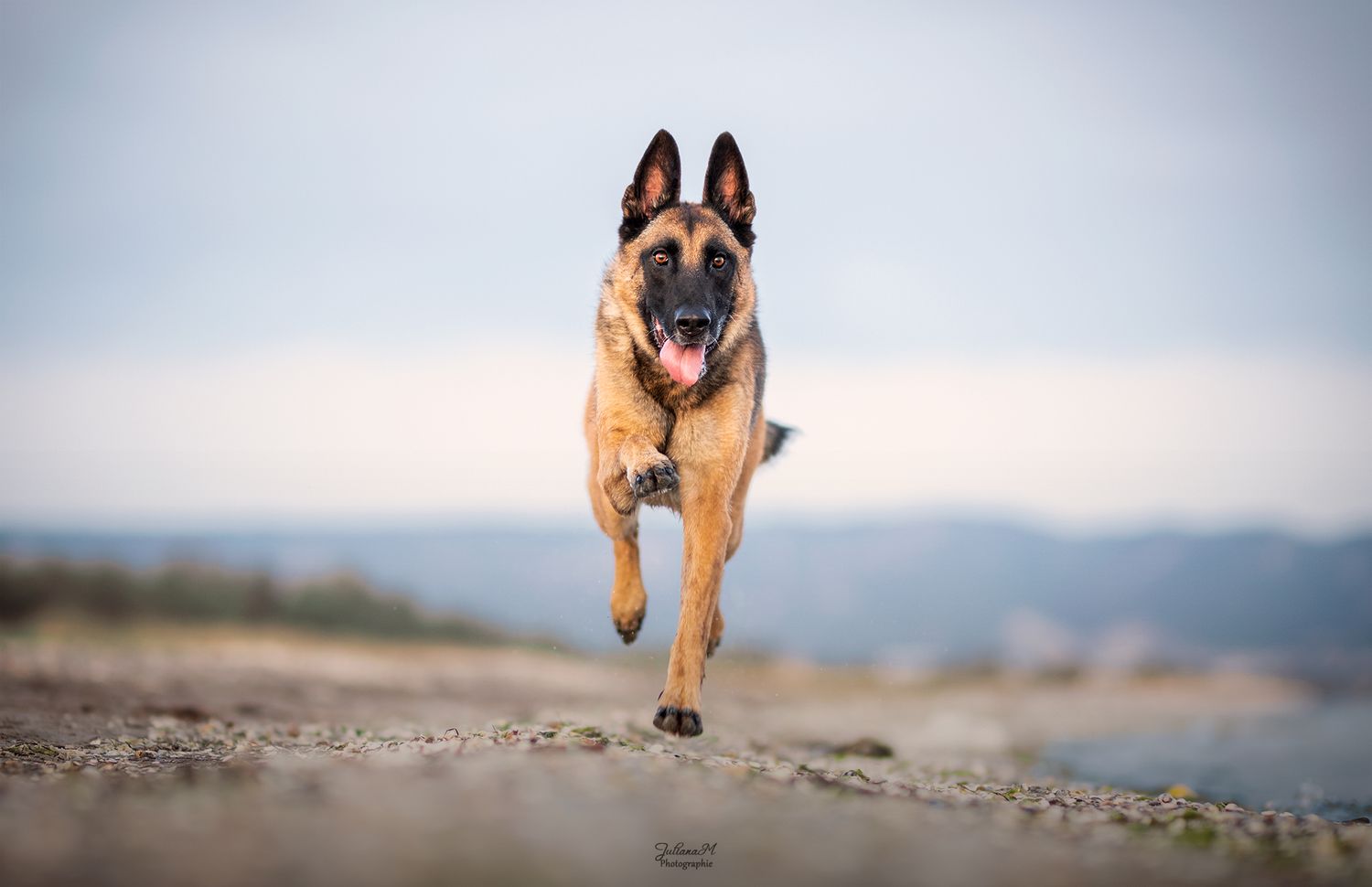 Shooting photo près d'Aix en Provence, photographiez votre chien à la plage