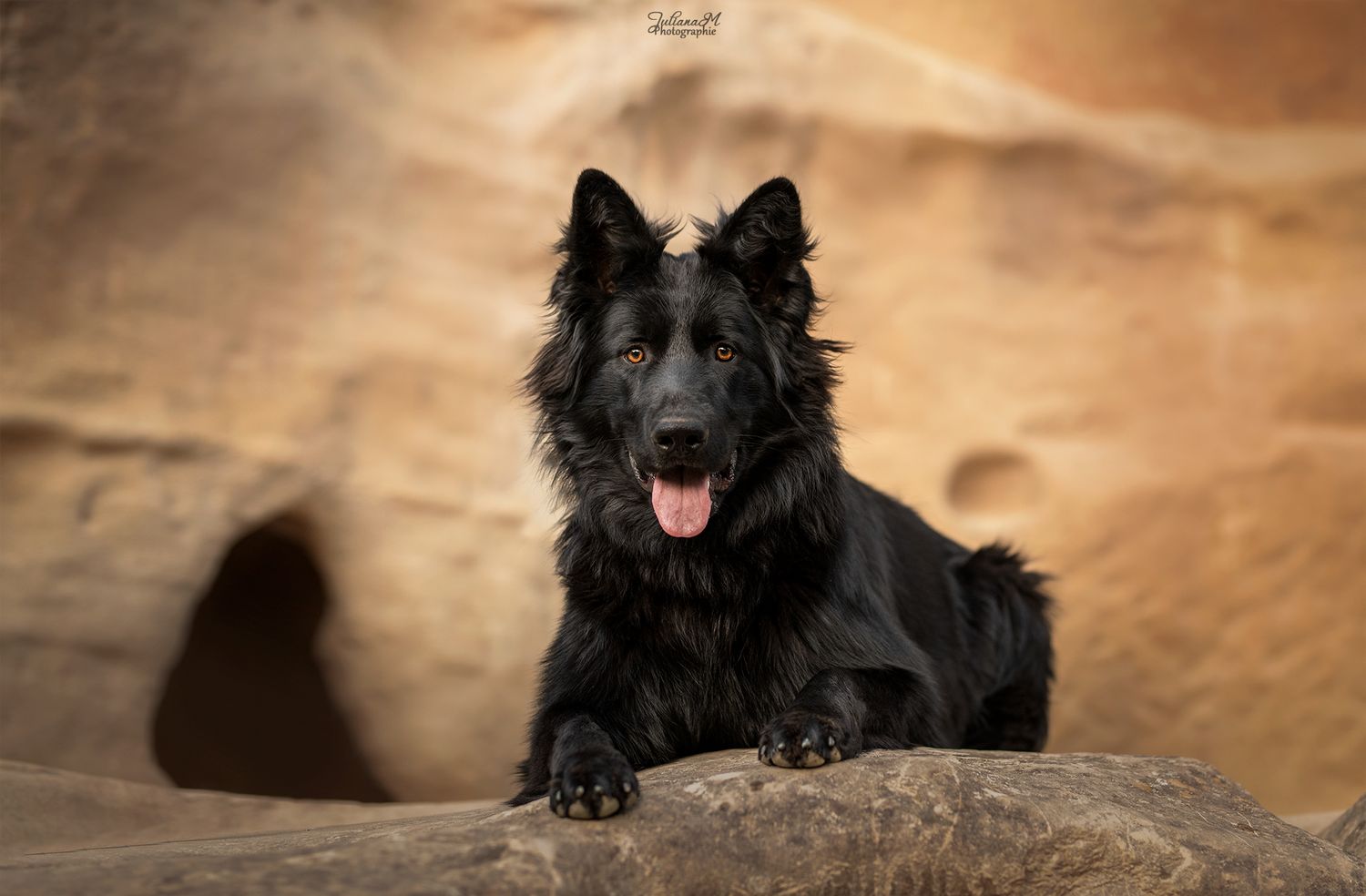 Shooting photo près d'Aix en Provence, photographiez votre chien dans des lieux uniques