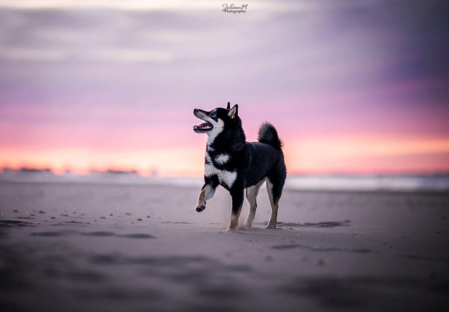 Shooting photo près d'Aix en Provence, photographiez votre chien à la plage