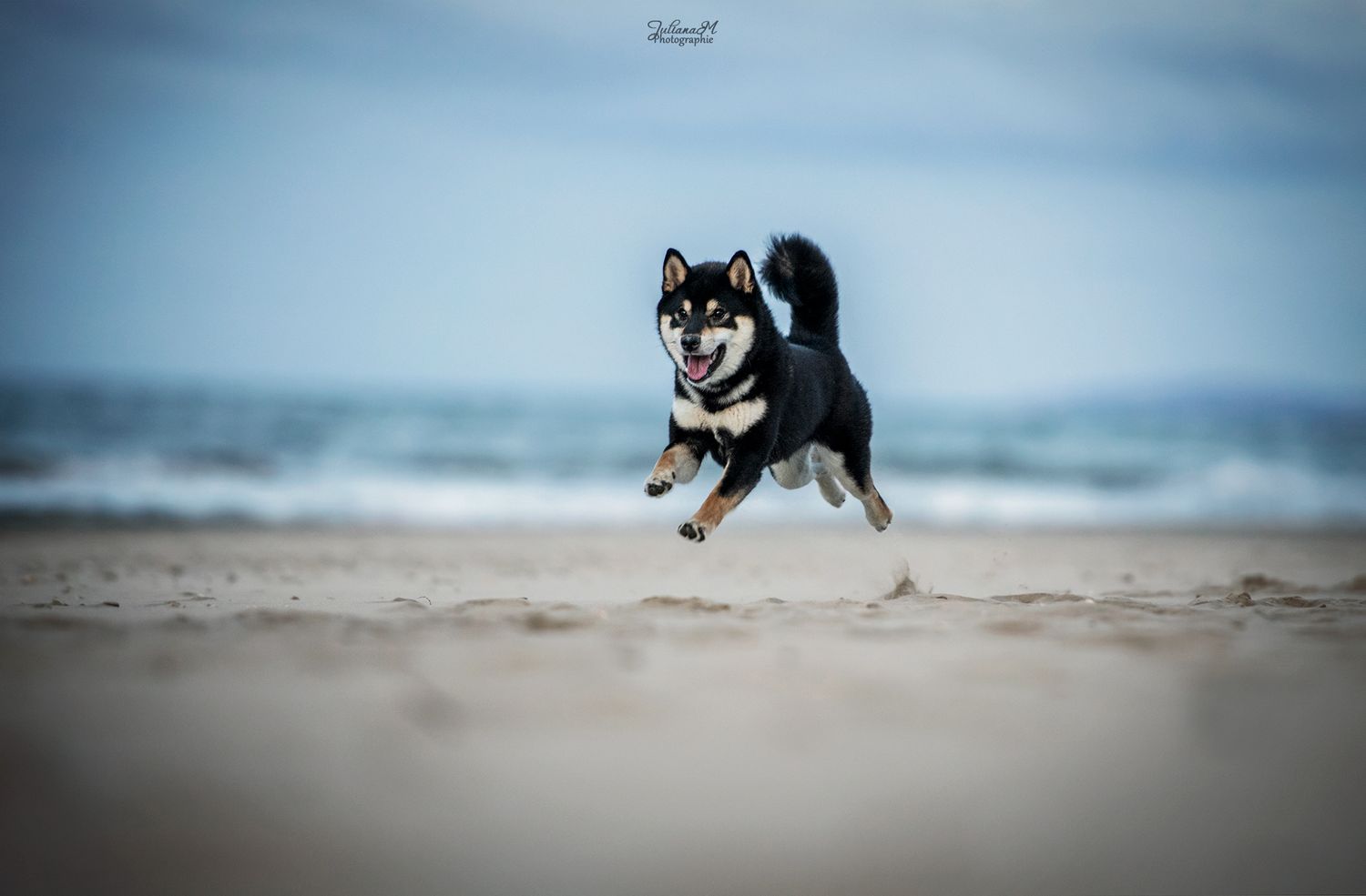 Shooting photo près d'Aix en Provence, photographiez votre chien à la plage