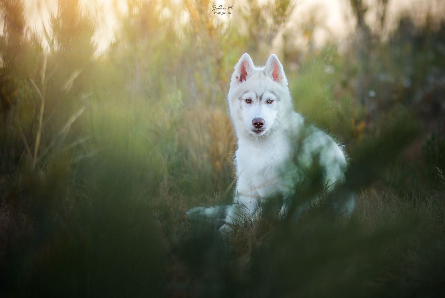 Shooting photo près d'Aix en Provence, photographiez votre chien à la plage