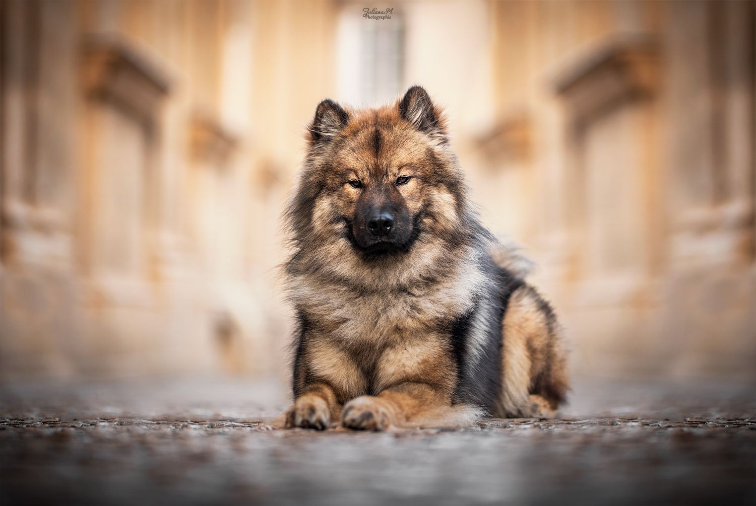 Shooting photo près d'Aix en Provence, photographiez votre chien en ville