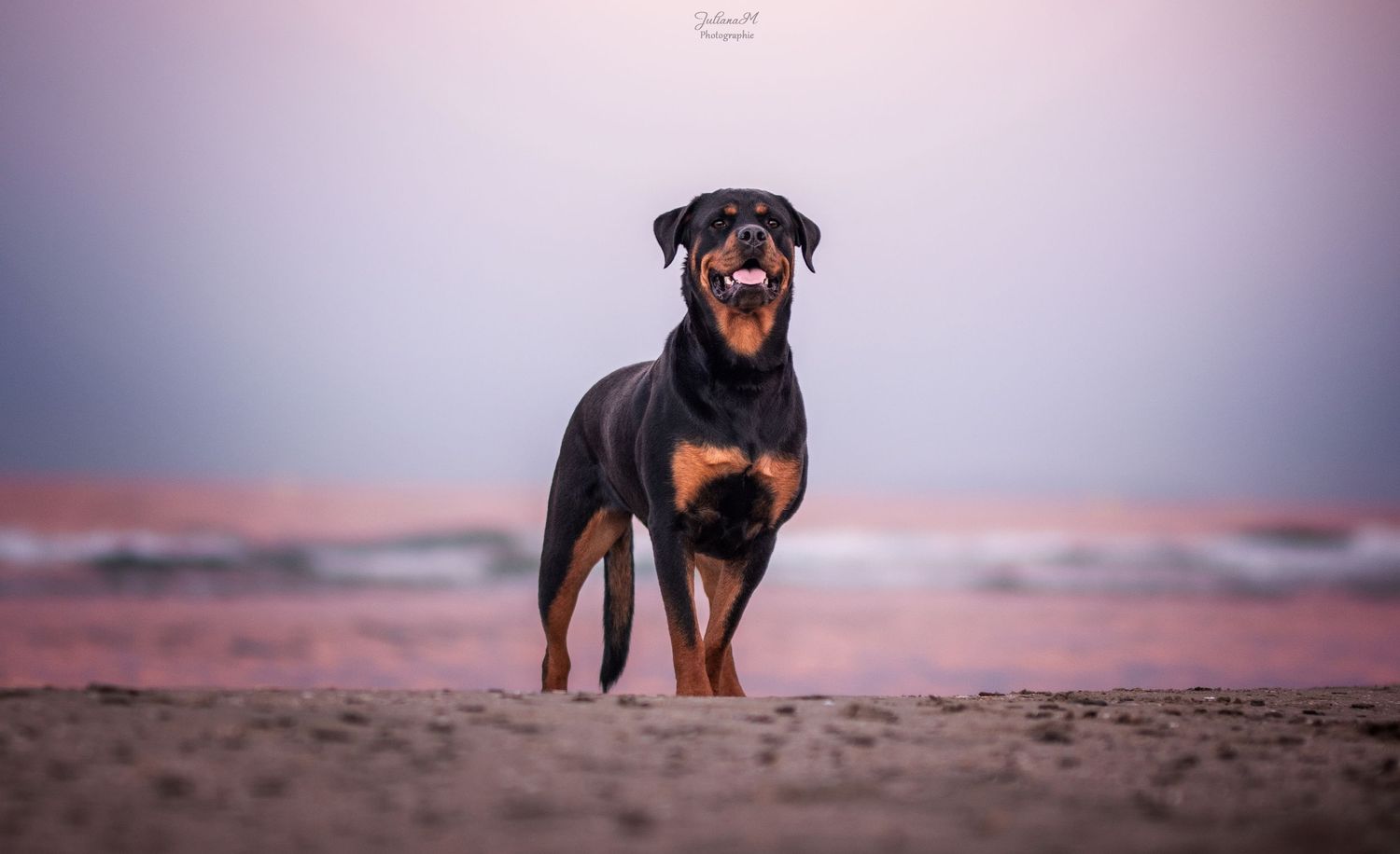 Shooting photo près d'Aix en Provence, photographiez votre chien à la plage