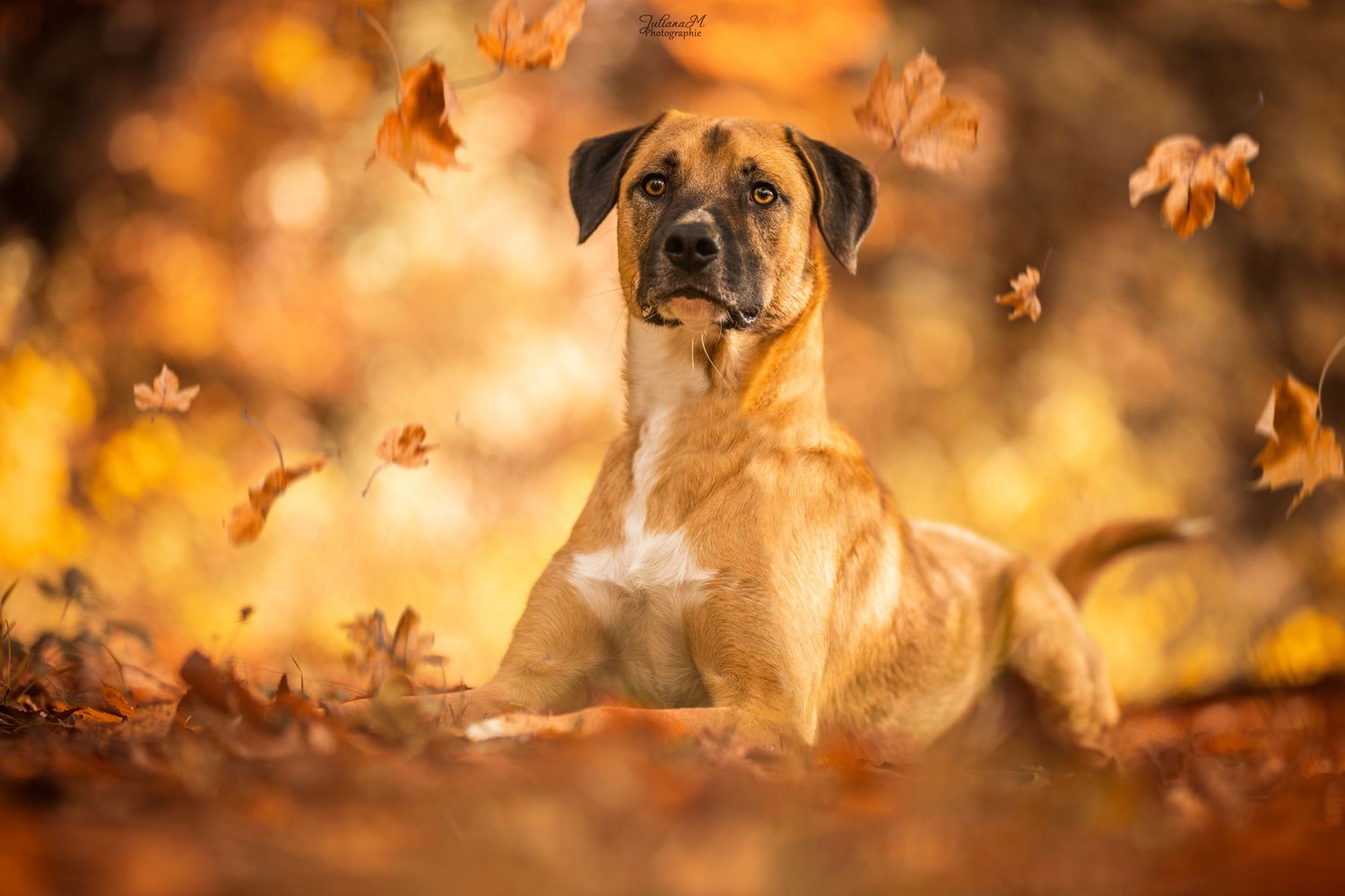 Shooting photo près d'Aix en Provence, photographiez votre chien dans la forêt