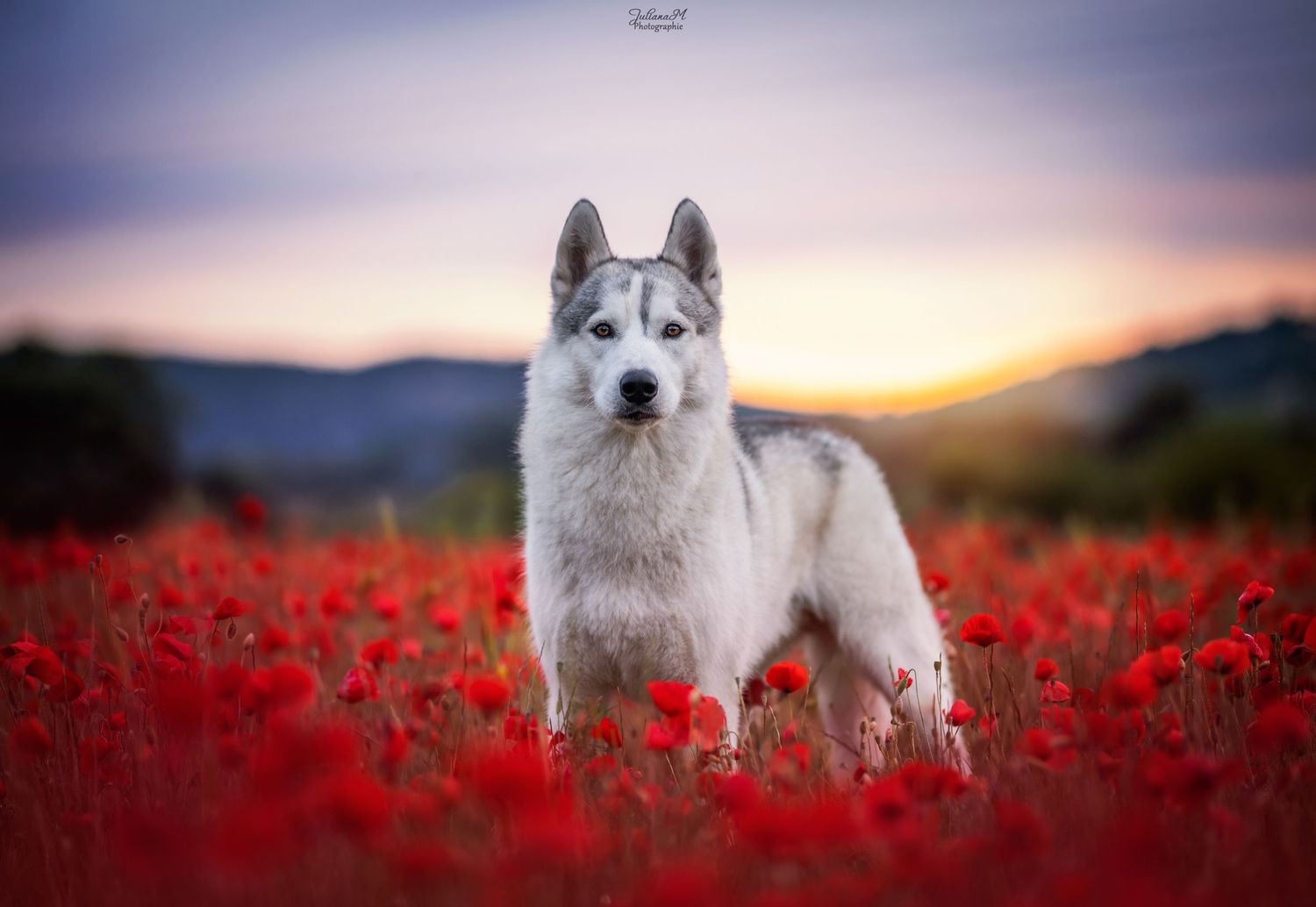 Shooting photo près d'Aix en Provence, photographiez votre chien dans les coquelicots