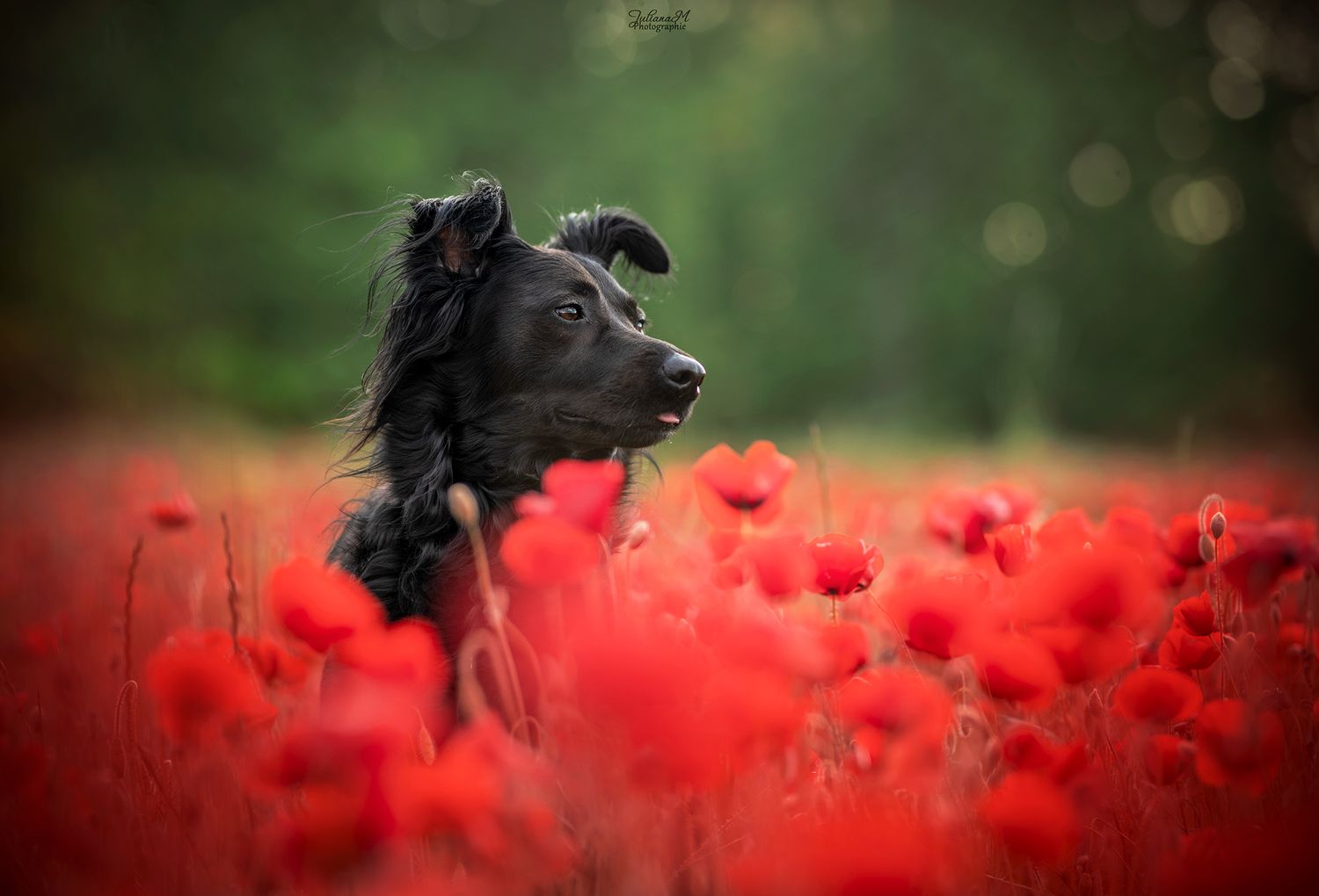 Shooting photo près d'Aix en Provence, photographiez votre chien dans les coquelicots