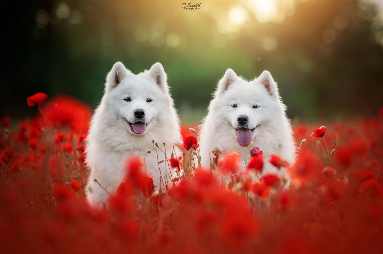 Shooting photo près d'Aix en Provence, photographiez votre chien dans les coquelicots
