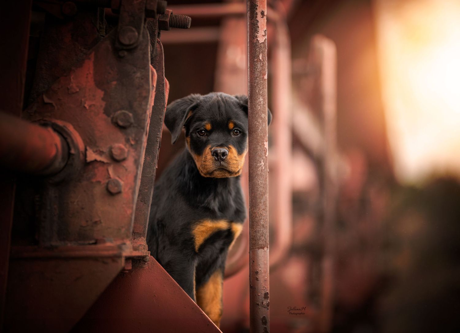 Shooting photo près d'Aix en Provence, photographiez votre chiot