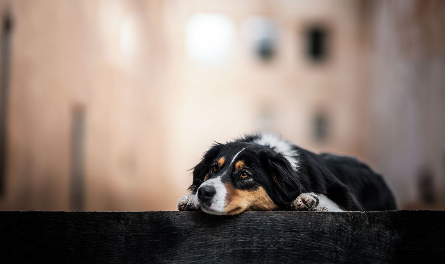 Shooting photo près d'Aix en Provence, photographiez votre chien dans des architectures uniques