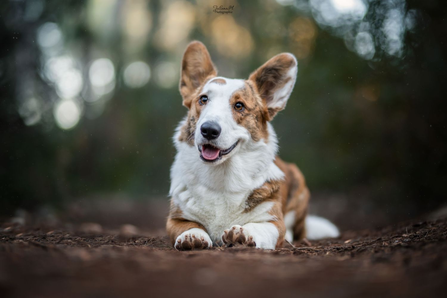 Shooting photo près d'Aix en Provence, photographiez votre chien dans la forêt