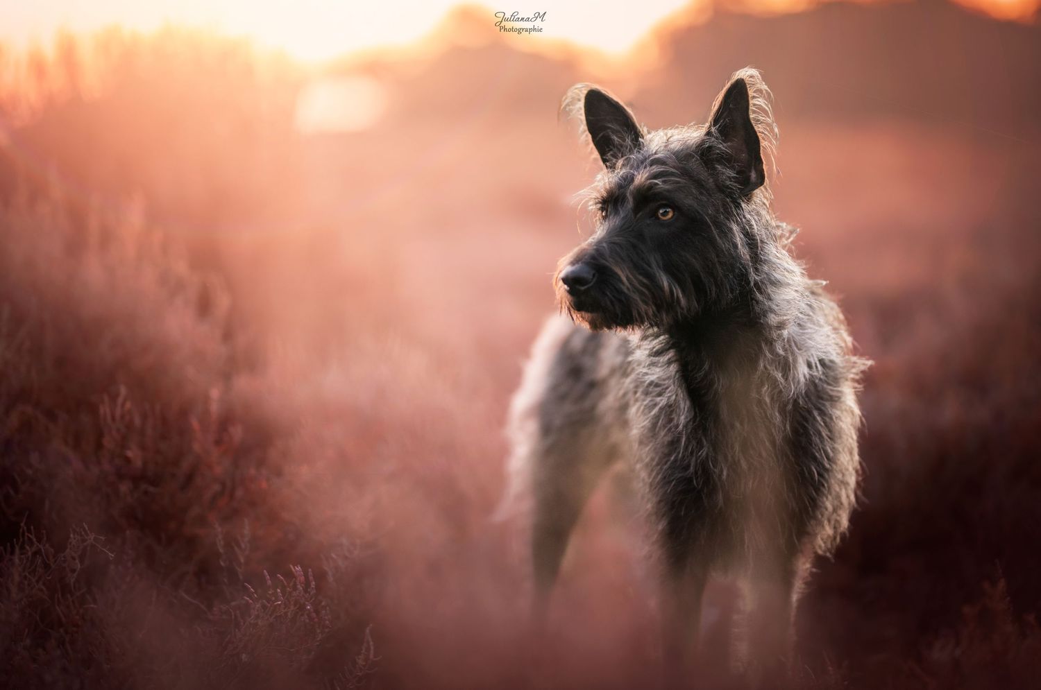 Shooting photo près d'Aix en Provence, photographiez votre chien dans les fleurs