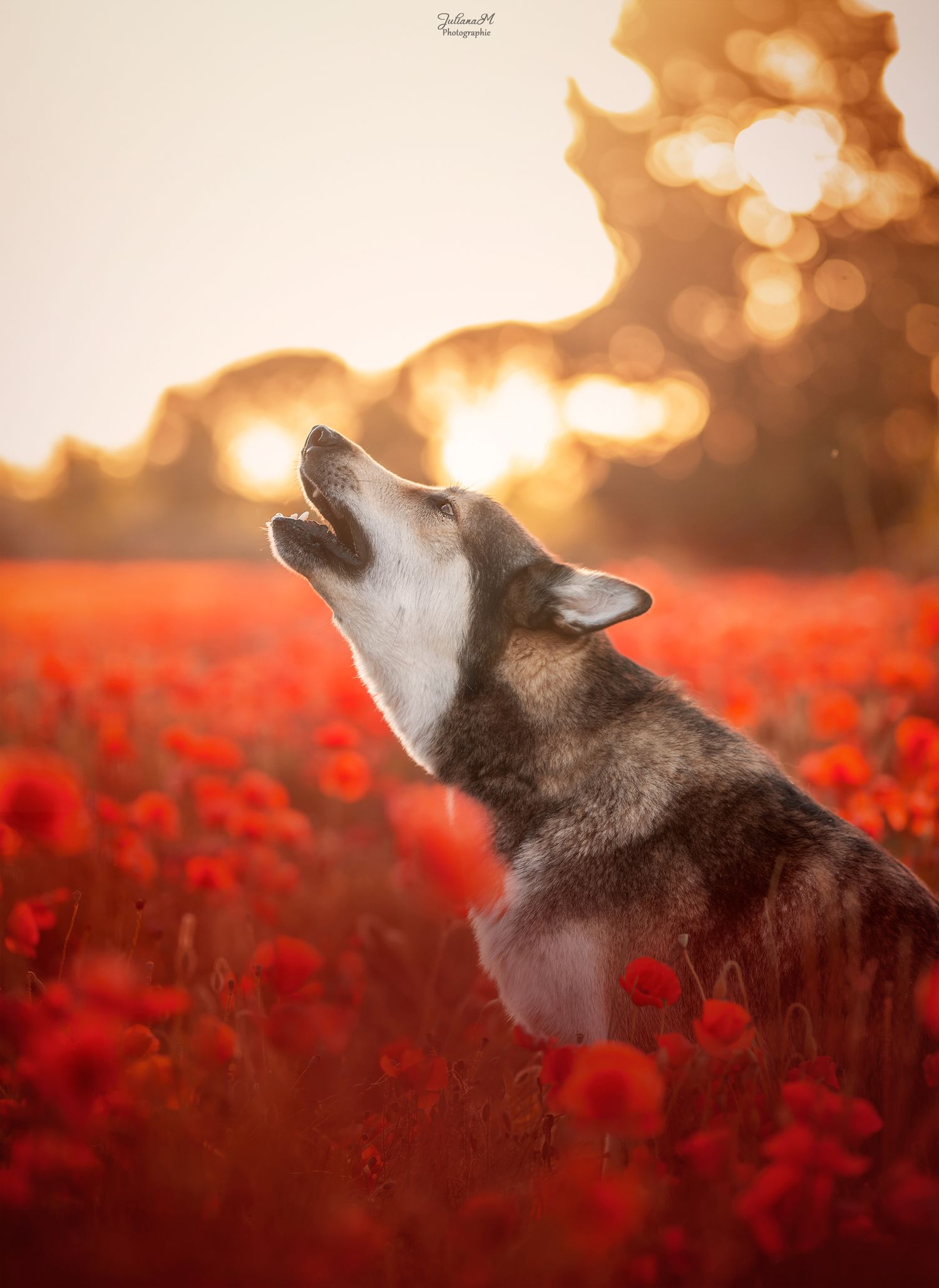 Shooting photo près d'Aix en Provence, photographiez votre chien dans les coquelicots