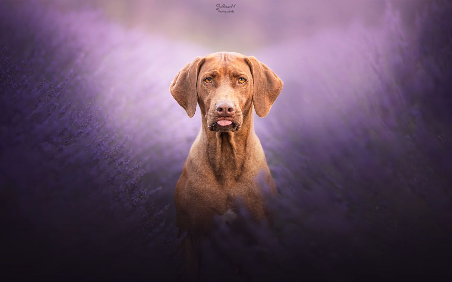 Shooting photo près d'Aix en Provence, photographiez votre chien dans les lavandes