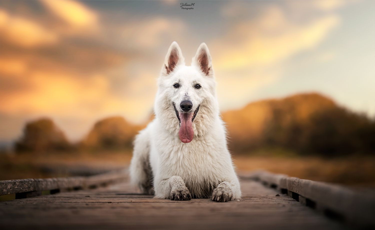 Shooting photo près d'Aix en Provence, photographiez votre chien dans la nature