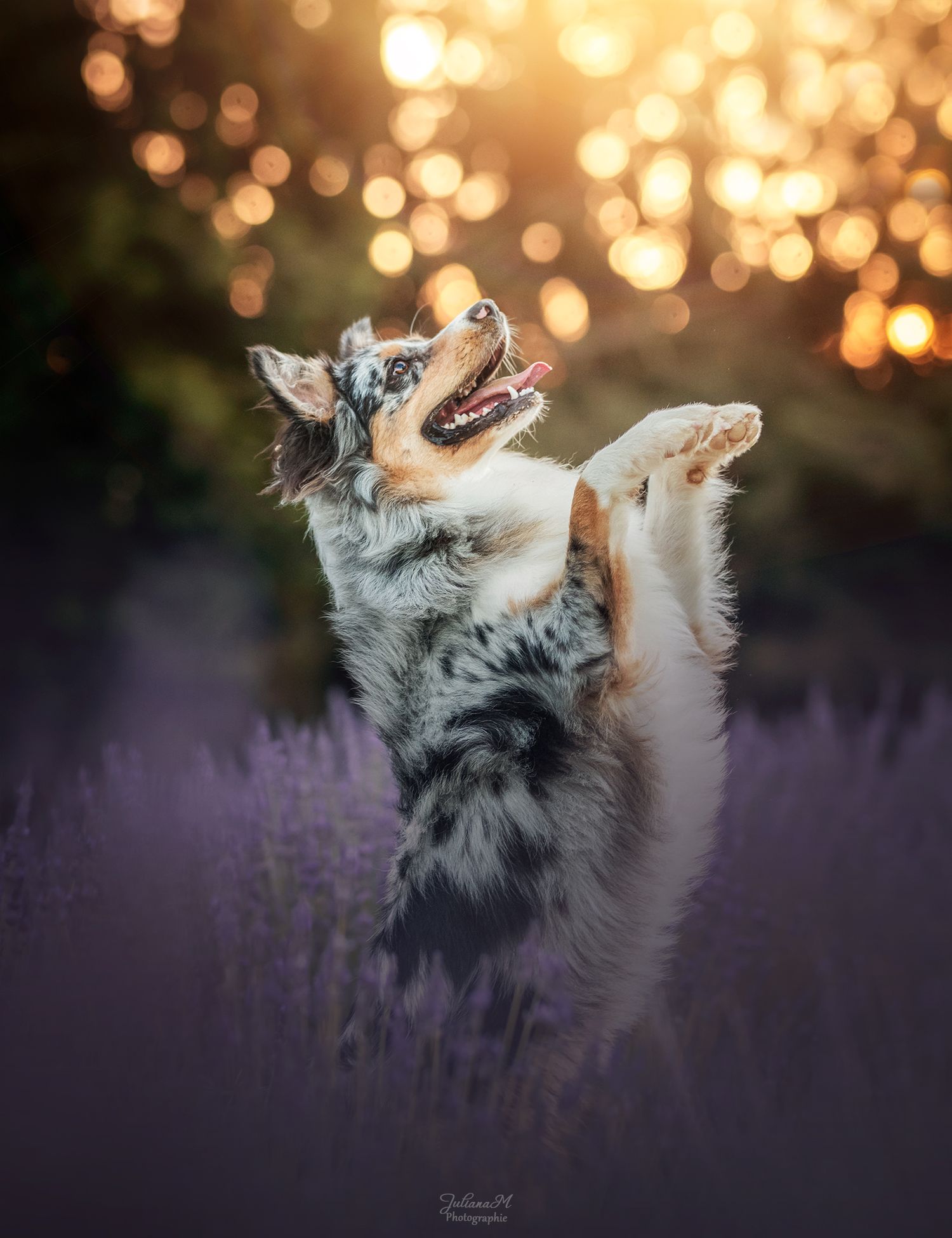 Shooting photo près d'Aix en Provence, photographiez votre chien dans les lavandes