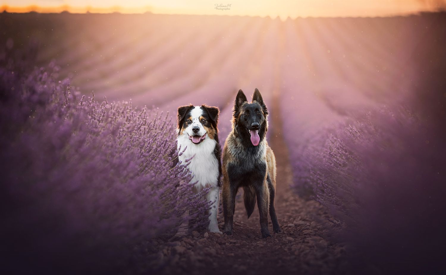 Shooting photo près d'Aix en Provence, photographiez votre chien dans les lavandes