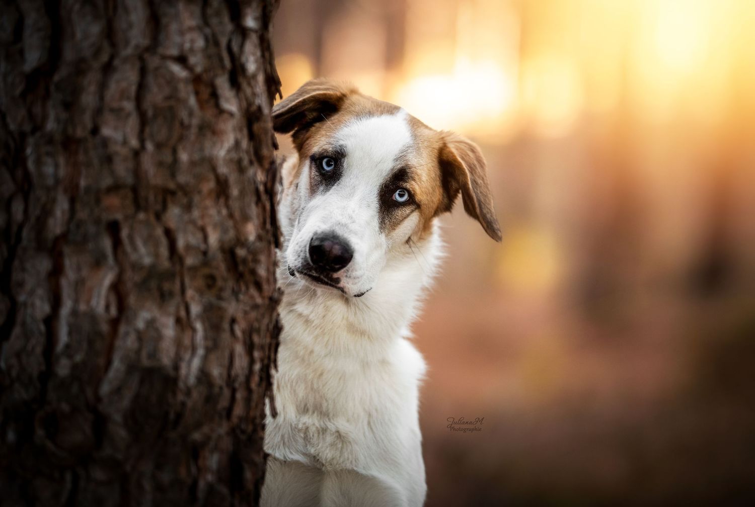 Shooting photo près d'Aix en Provence, photographiez votre chien en forêt
