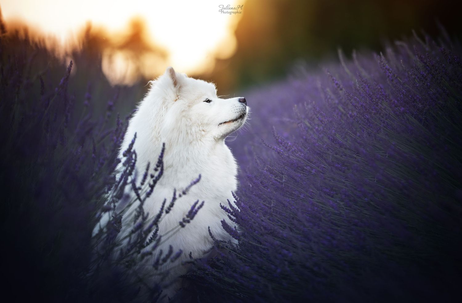 Shooting photo près d'Aix en Provence, photographiez votre chien dans les lavandes