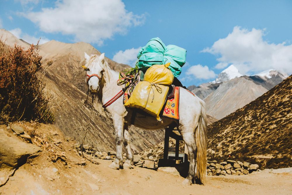 A white horse carrying turquoise and yellow bags traverses a mountain trail through rugged terrain.