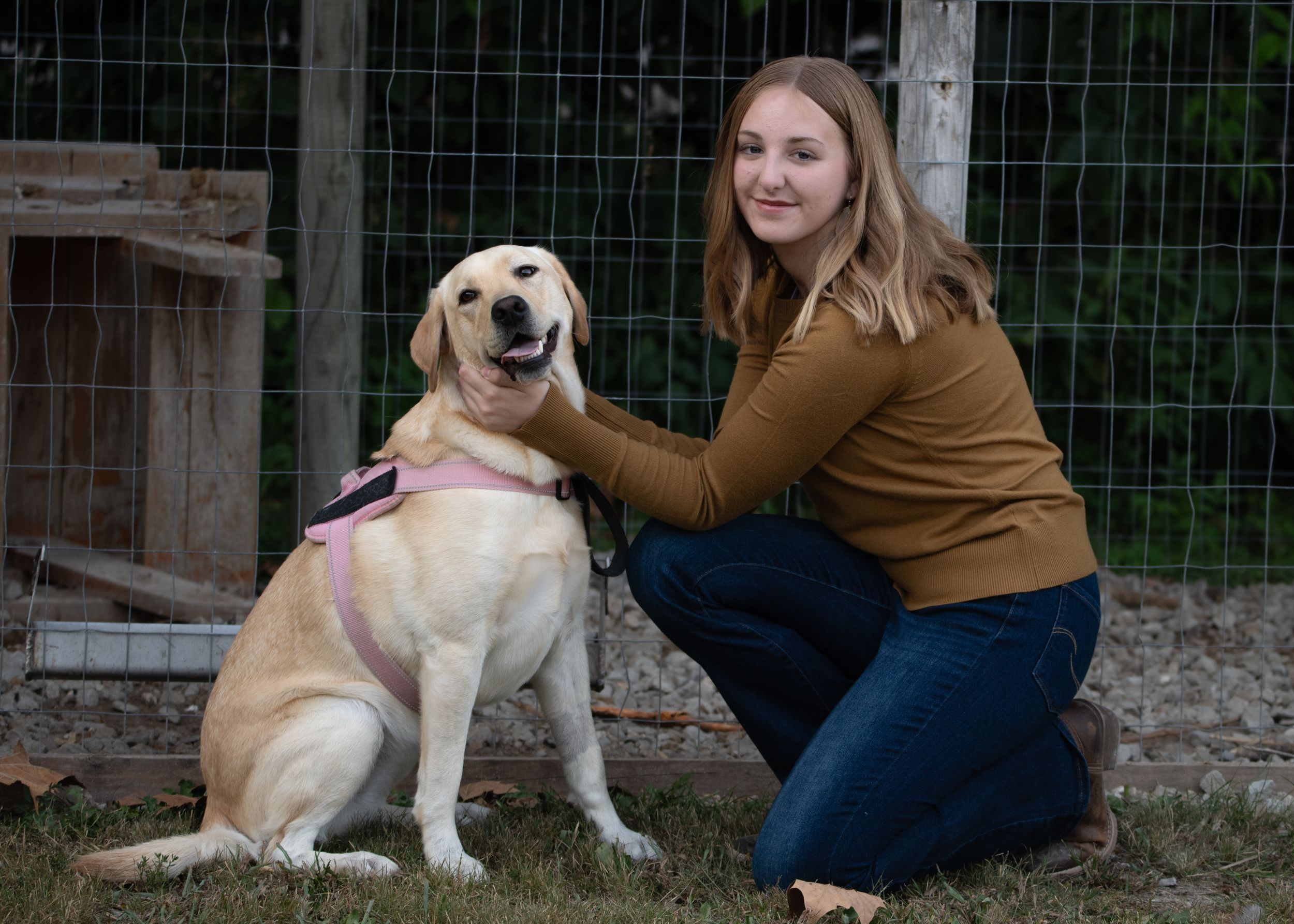 A happy yellow Labrador retriever gets pets while sitting outdoors by a fence.
