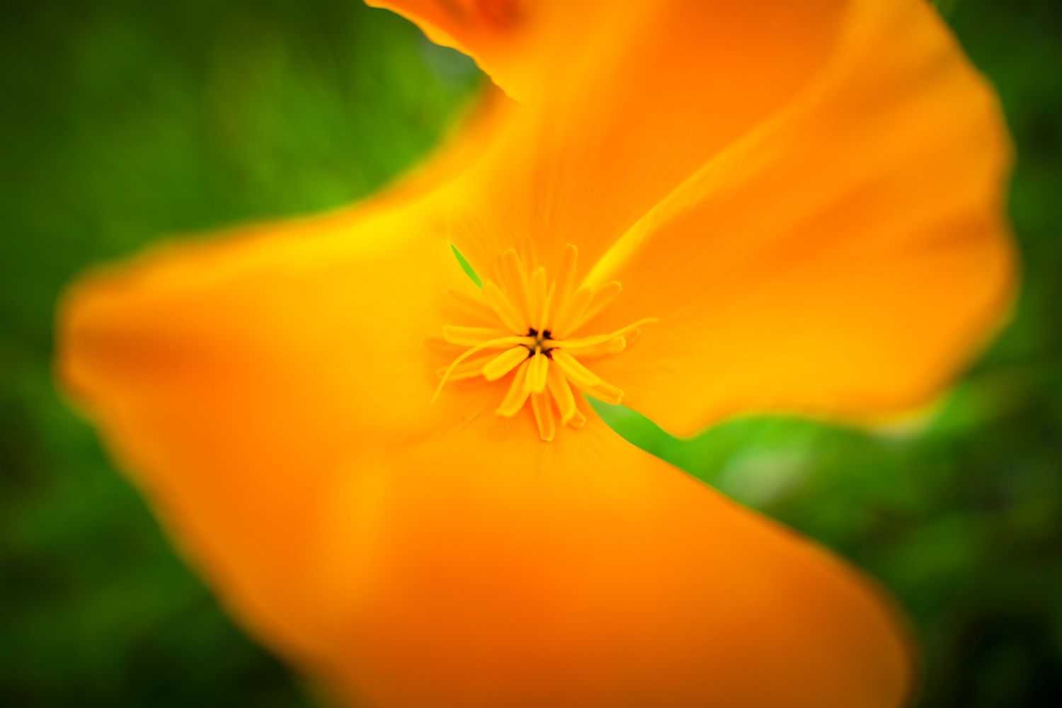 Macro photograph of vibrant orange California poppy flower with green background.