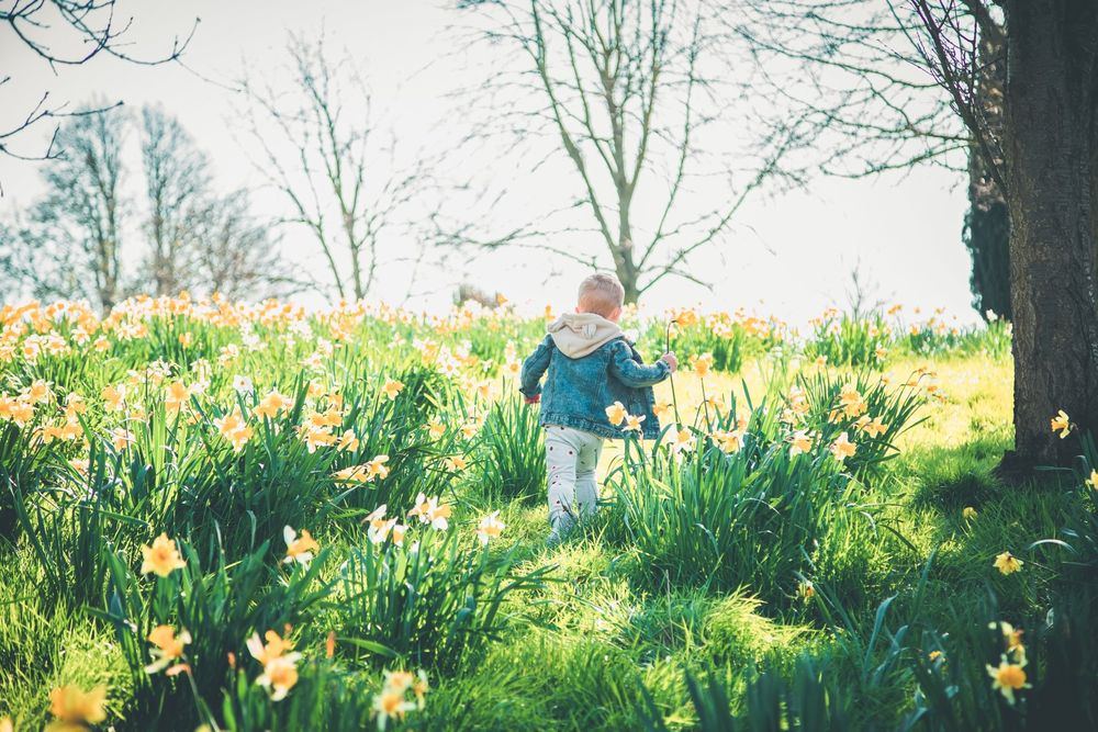 Spring dafodils family photography Crewe Nantwich Cheshire