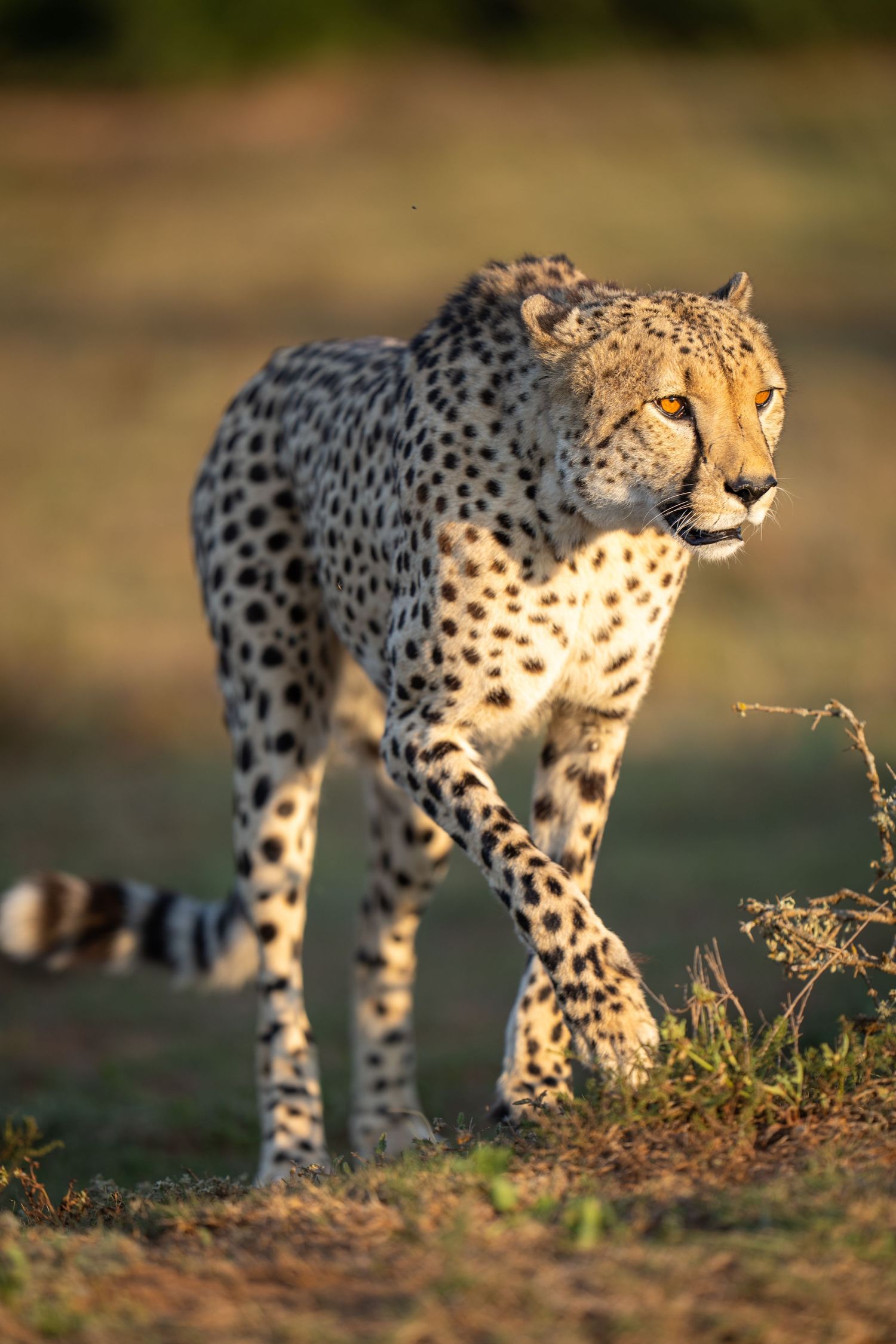 Cheetah walking through savannah grass in golden afternoon light.