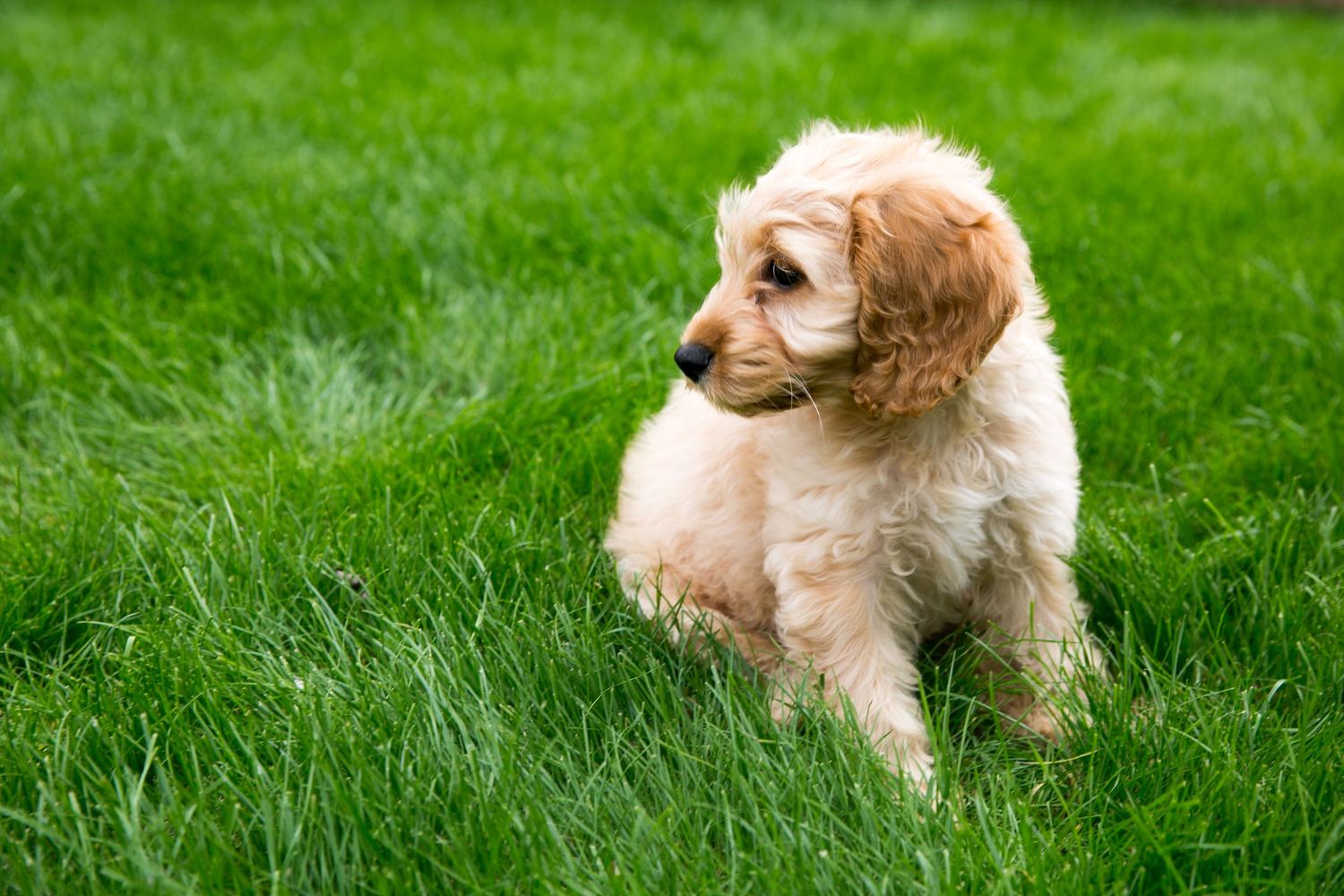 Puppy's Breath Mini Purse Spray main image 1
