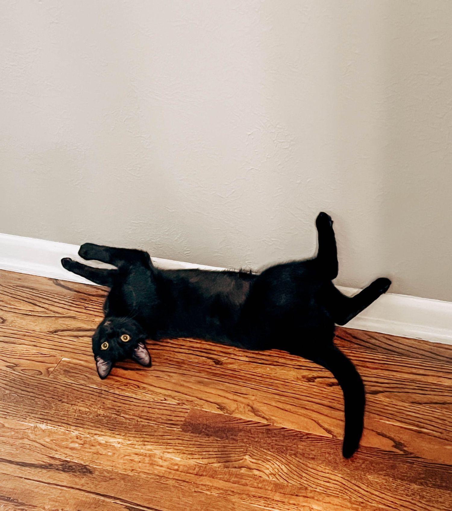 A black cat stretches out lazily on hardwood flooring next to a white baseboard.