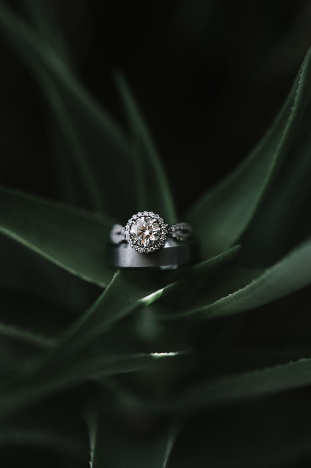 Diamond engagement ring nestled on dark green succulent leaves.