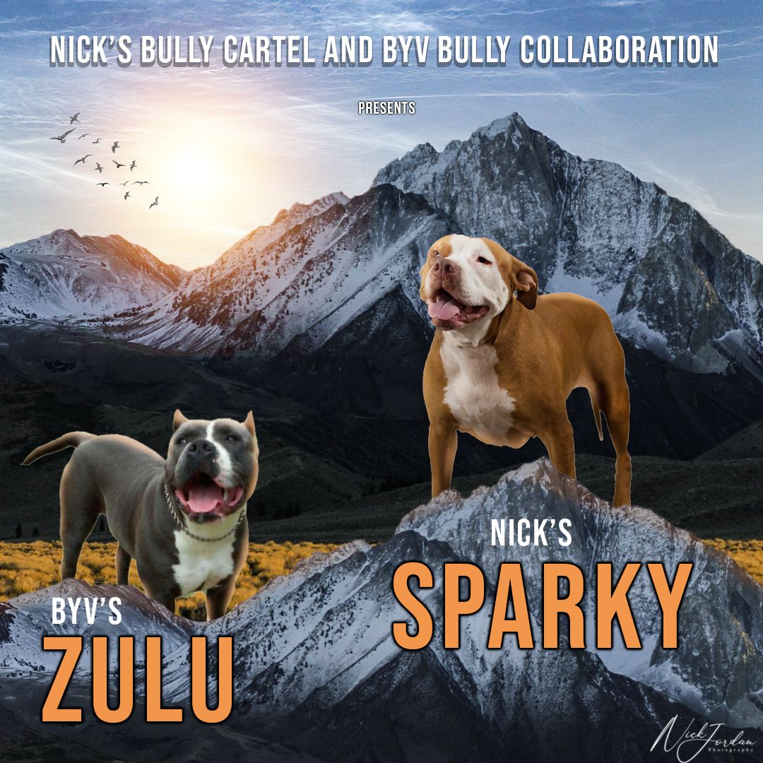 A panoramic banner showing dogs named Sparky and Zulu posing against a dramatic mountain landscape at sunset.